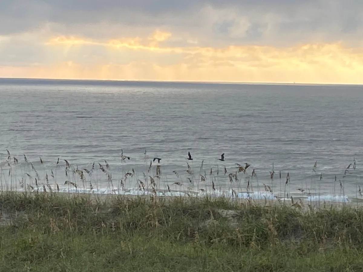 This image captures a serene ocean view with waves gently rolling toward the shore, birds soaring in the sky, and a distant horizon. The tranquil scene embodies the natural beauty and peaceful atmosphere that Carolina Beach offers.